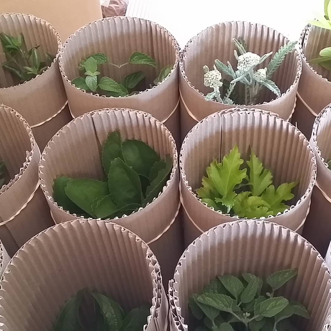 Our plants prepared to be boxed for posting